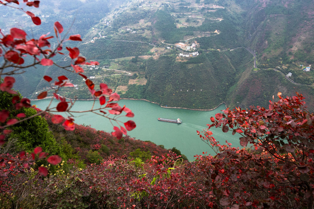 船舶行駛在紅葉掩映下的長(cháng)江三峽重慶市巫山縣水域（2023年11月30日攝）。新華社記者 肖藝九 攝