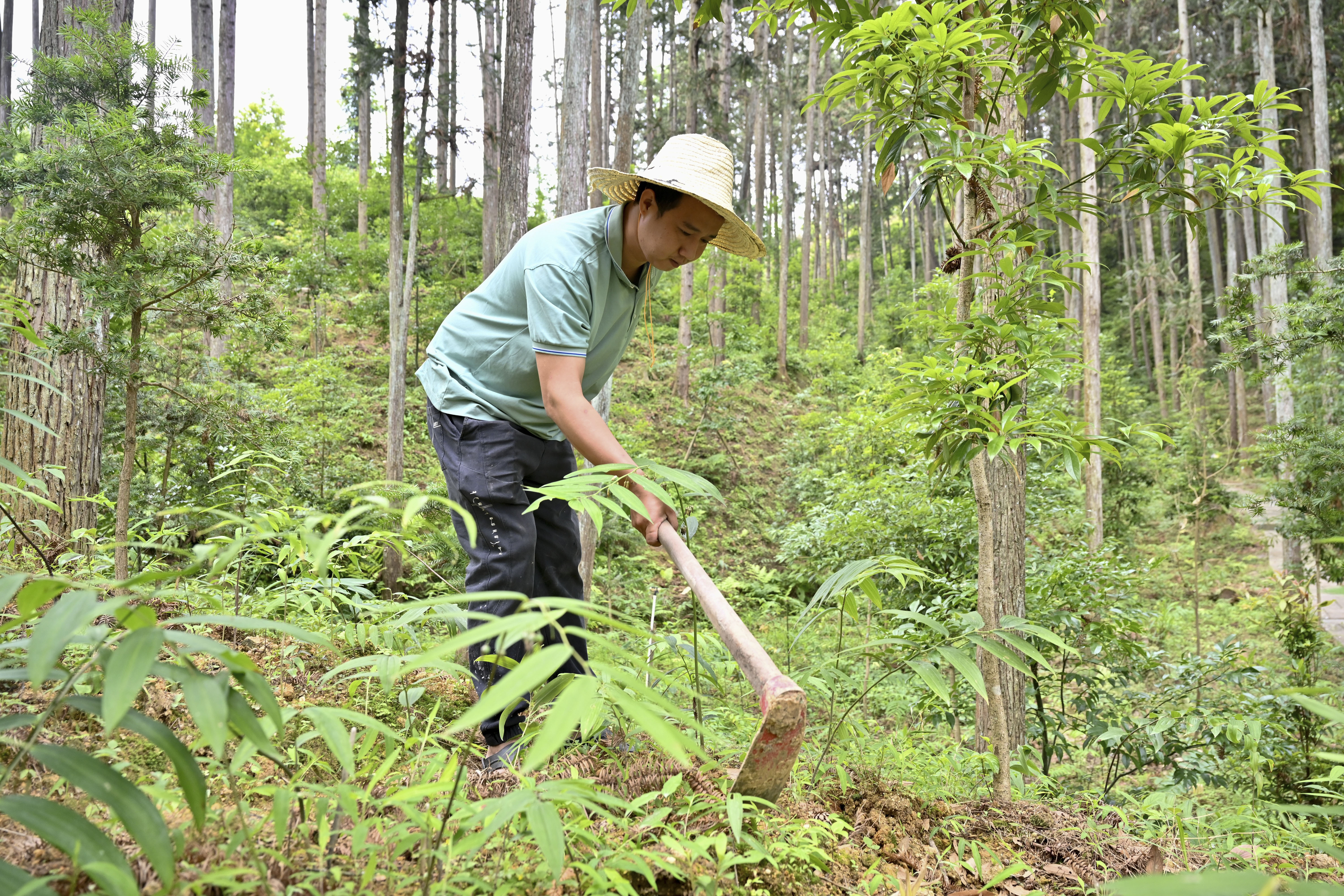 2024年5月9日，福建省三明市馬巖林下經(jīng)濟種植示范基地工人在管理林下種植的多花黃精。